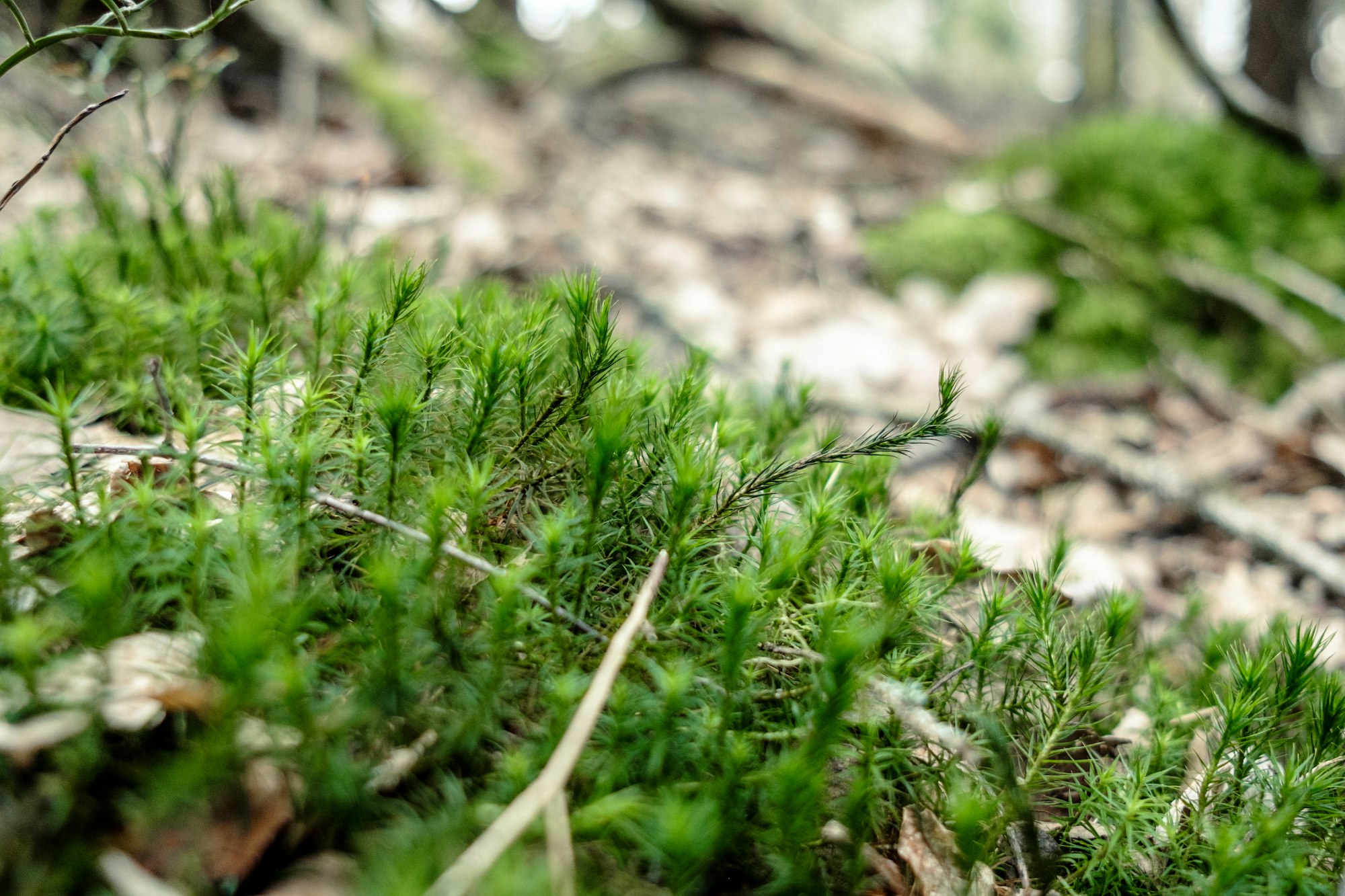 Close-up on moss