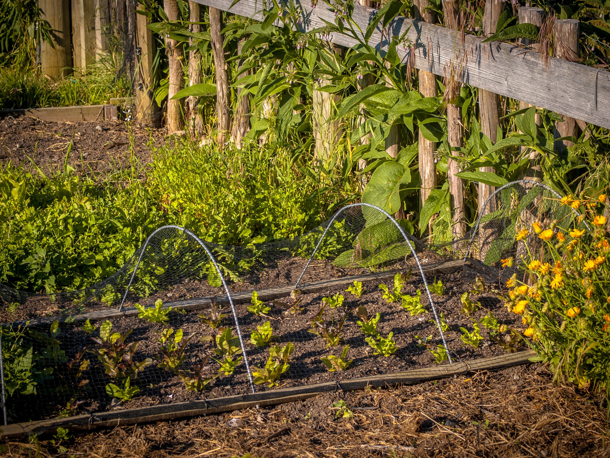 Organic vegetable garden